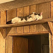 Kitty is registered to the contest to win money with this photo: cat, relaxed, wooden_shelf, rustic, indoor, doorway, wood, feline, resting, sleepy, animal, pet, cozy, brown, white, gray, quiet, peaceful, home, texture