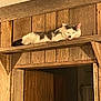 cat, relaxed, wooden_shelf, rustic, indoor, doorway, wood, feline, resting, sleepy, animal, pet, cozy, brown, white, gray, quiet, peaceful, home, texture