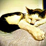 Kitty is registered to the contest to win money with this photo: cat, sleeping, black_and_white, paw, fur, pet, indoor, cozy, resting, animal, feline, cute, cute_pet, whiskers, relaxation, domestic_cat, close_up, soft_texture, nap, peaceful