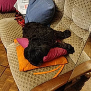 Opale a rejoint le concours — aidez-le/la à gagner de superbes lots ! dog, black_dog, couch, pillow, orange_pillow, pink_pillow, furniture, indoor, resting, pet, cozy, blanket, newspaper, wooden_armrest, floor, home, relaxation, domestic, living_room, textile