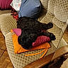 dog, black_dog, couch, pillow, orange_pillow, pink_pillow, furniture, indoor, resting, pet, cozy, blanket, newspaper, wooden_armrest, floor, home, relaxation, domestic, living_room, textile