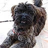 Opale participe au concours pour gagner de l'argent avec cette photo : affenpinscher, bolonka, cairn_terrier, cao_da_serra_de_aires, carnivoran, cockapoo, companion_dog, dog, dog_breed, dog_breed_group, dog_like_mammal, havanese, lhasa_apso, lowchen, morkie, poodle_crossbreed, schnoodle, terrier, tibetan_terrier, vulnerable_native_breeds