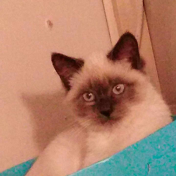 Olympe