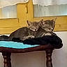 Rénètte participe au concours pour gagner de l'argent avec cette photo : cat, kitten, animal, pet, sleeping, cuddle, feline, tabby, indoor, stool, cushion, window, yellow, wood, resting, cozy, domestic, cute, pair, nap