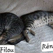 Rénètte participe au concours pour gagner de l'argent avec cette photo : cat, kitten, sleeping, tabby, couch, blanket, cozy, pets, feline, animal, resting, cute, fur, indoor, relaxed, two_animals, names, label, soft, playful