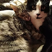 Miss Et éclair a rejoint le concours — aidez-le/la à gagner de superbes lots ! aegean_cat, cat, cat_like_mammal, domestic_short_haired_cat, european_shorthair, eye, fauna, fur, kitten, organ, small_to_medium_sized_cats, snout, whiskers