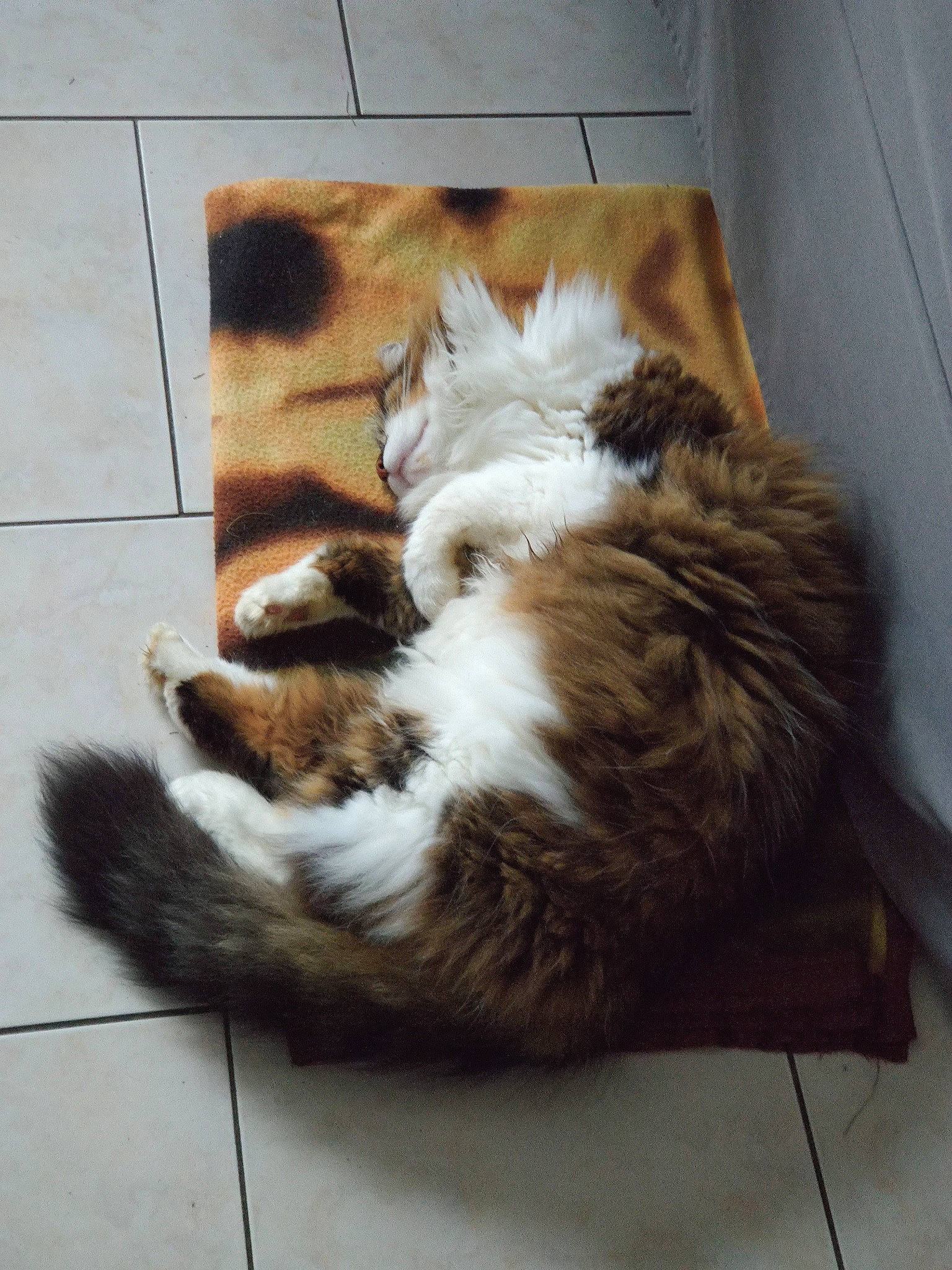 Nefer participe au concours pour gagner de l'argent avec cette photo : carnivore, cat, domestic_long_haired_cat, european_shorthair, fawn, felidae, fur, kitten, norwegian_forest_cat, paw, polydactyl_cat, small_to_medium_sized_cats, tail, whiskers