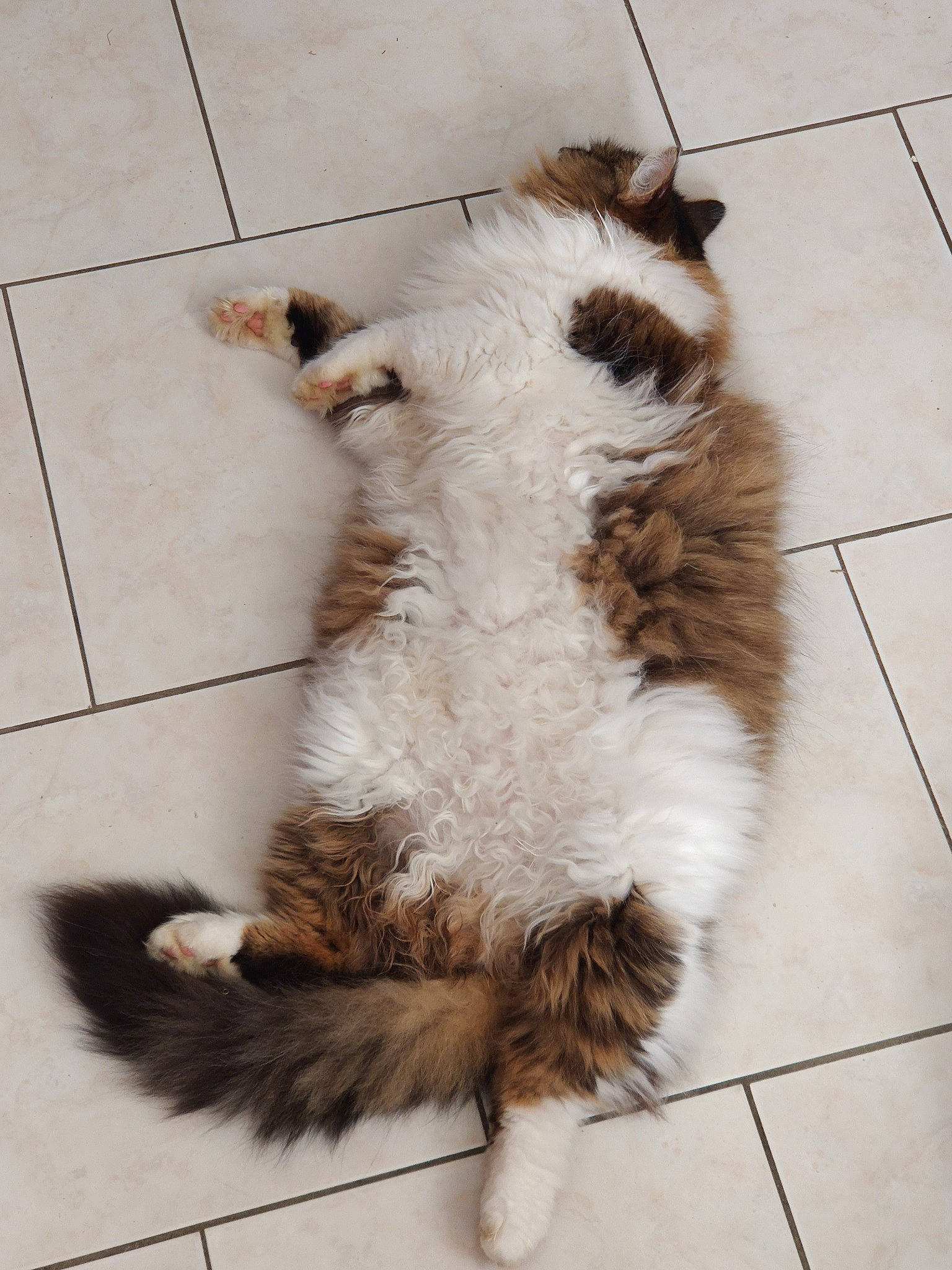 Nefer a rejoint le concours — aidez-le/la à gagner de superbes lots ! canidae, carnivore, cat, dog, dog_breed, felidae, floor, fur, paw, shih_tzu, small_to_medium_sized_cats, tail