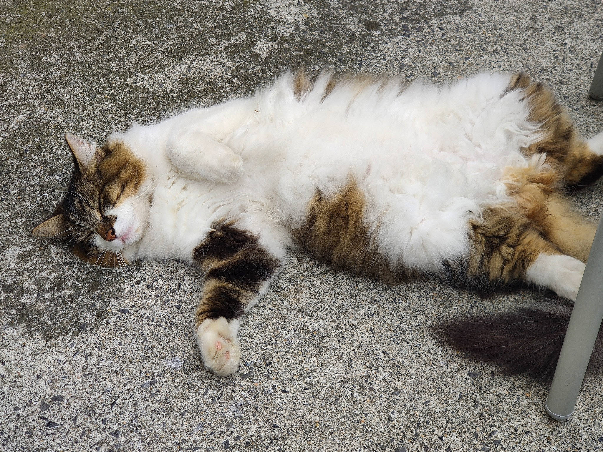 Nefer a rejoint le concours — aidez-le/la à gagner de superbes lots ! aegean_cat, carnivore, cat, claw, domestic_long_haired_cat, domestic_short_haired_cat, european_shorthair, felidae, fur, kitten, mammal, nap, norwegian_forest_cat, paw, polydactyl_cat, ragamuffin, small_to_medium_sized_cats, tabby_cat, tail, whiskers