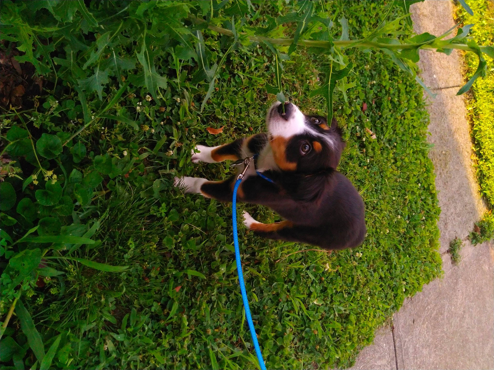 Ralphie joined the competition — help win amazing prizes! canidae, carnivore, collar, companion_dog, dog, dog_breed, dog_collar, dog_supply, fawn, grass, groundcover, leash, liver, pet_supply, plant, snout, sporting_group, sunglasses, tail, working_animal