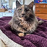 Athena joined the competition — help win amazing prizes! animal, bedroom, cat, closeup, cozy, decor, domestic, feline, fluffy, furniture, indoor, pet, portrait, purple_blanket, relaxed, resting, soft_texture, television, whiskers, wooden_drawer