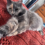 Athena joined the competition — help win amazing prizes! animal, cat, close_up, cozy, cute, fan, fur, furniture, gray_cat, home, indoor, paw, pet, red_blanket, relaxation, resting, stretching, textured_blanket, tortoiseshell_cat, whiskers