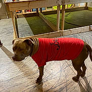 Red is registered to the contest to win money with this photo: animal, architecture, building, bulldog, canine, dog, fitness, hardwood, indoors, interiordesign, outdoors, person, pet, plywood, puppy, shelter, sport, wood, workingout, yoga