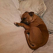 Pomma a rejoint le concours — aidez-le/la à gagner de superbes lots ! dog, sleeping, brown_dog, couch, pillows, blanket, indoor, pet, resting, curled_up, cozy, furry, canine, domestic_animal, relaxed, home, comfort, fur, snug, cute