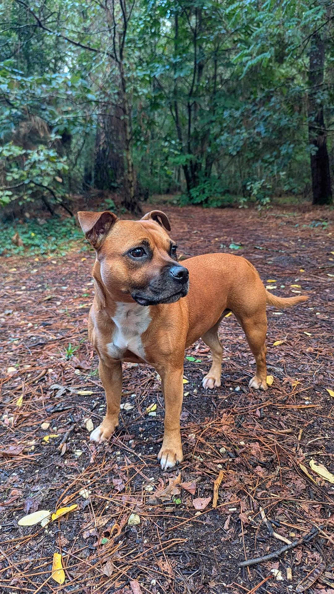 Pomma participe au concours pour gagner de l'argent avec cette photo : dog, brown_dog, forest, trees, leaves, pine_needles, outdoor, animal, pet, nature, canine, alert, standing, ground, woods, daylight, fur, ears, tail, snout