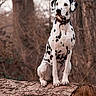 Tina participe au concours pour gagner de l'argent avec cette photo : dog, dalmatian, canine, spotted_coat, pet, animal, sitting, forest, woodland, tree, fallen_tree, outdoor, nature, portrait, collar, leash, black_and_white, alert, fur, photography
