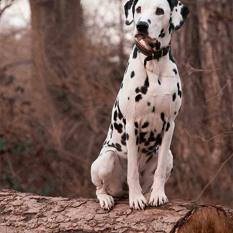 Tina participe au concours pour gagner de l'argent avec cette photo : dog, dalmatian, canine, spotted_coat, pet, animal, sitting, forest, woodland, tree, fallen_tree, outdoor, nature, portrait, collar, leash, black_and_white, alert, fur, photography