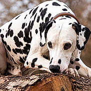 Tina a rejoint le concours — aidez-le/la à gagner de superbes lots ! dog, dalmatian, spotted_coat, pet, canine, animal, outdoor, forest, woodland, tree_trunk, fallen_log, crouching, lying_down, collar, black_and_white, portrait, close_up, nature, blurred_background, cinematic