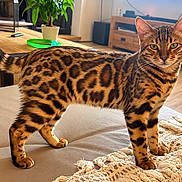 Rubi a rejoint le concours — aidez-le/la à gagner de superbes lots ! bengal_cat, cat, feline, spotted_coat, striped_tail, green_eyes, whiskers, standing, couch, blanket, living_room, indoor, home, wooden_furniture, houseplant, television, portrait, animal, pet, photography