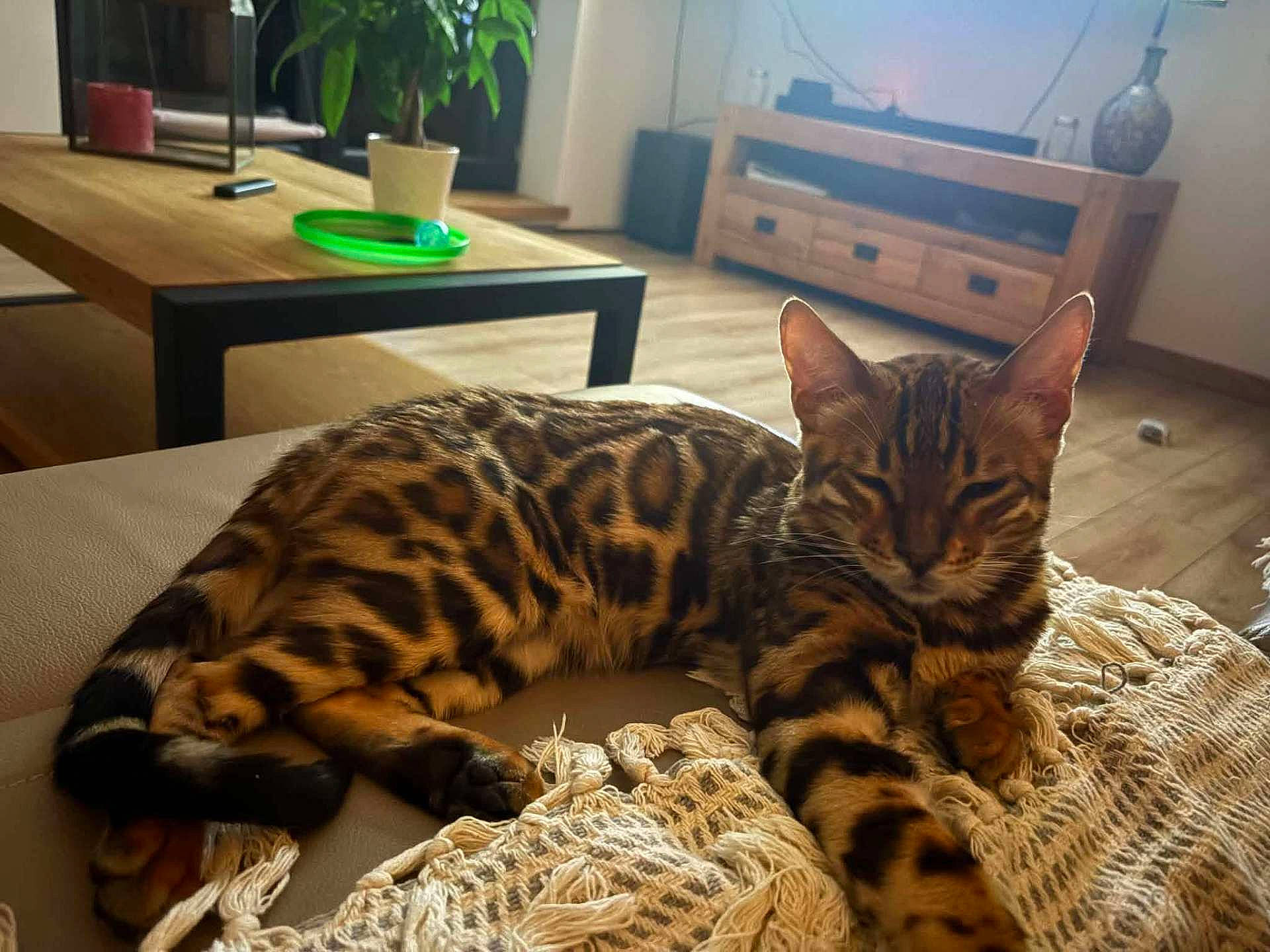 Rubi