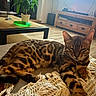 Rubi participe au concours pour gagner de l'argent avec cette photo : cat, bengal_cat, pet, animal, feline, spotted_fur, striped_fur, lying_down, relaxed, face, ears, whiskers, eyes, blanket, couch, living_room, coffee_table, plant, wood_floor, indoor