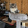 cat, kitten, cat_tree, garage, wooden_wall, box, shelf, storage, furniture, pet, indoor, curious, fluffy, animal, feline, young, cluttered, lightbulb, car_tire, tool