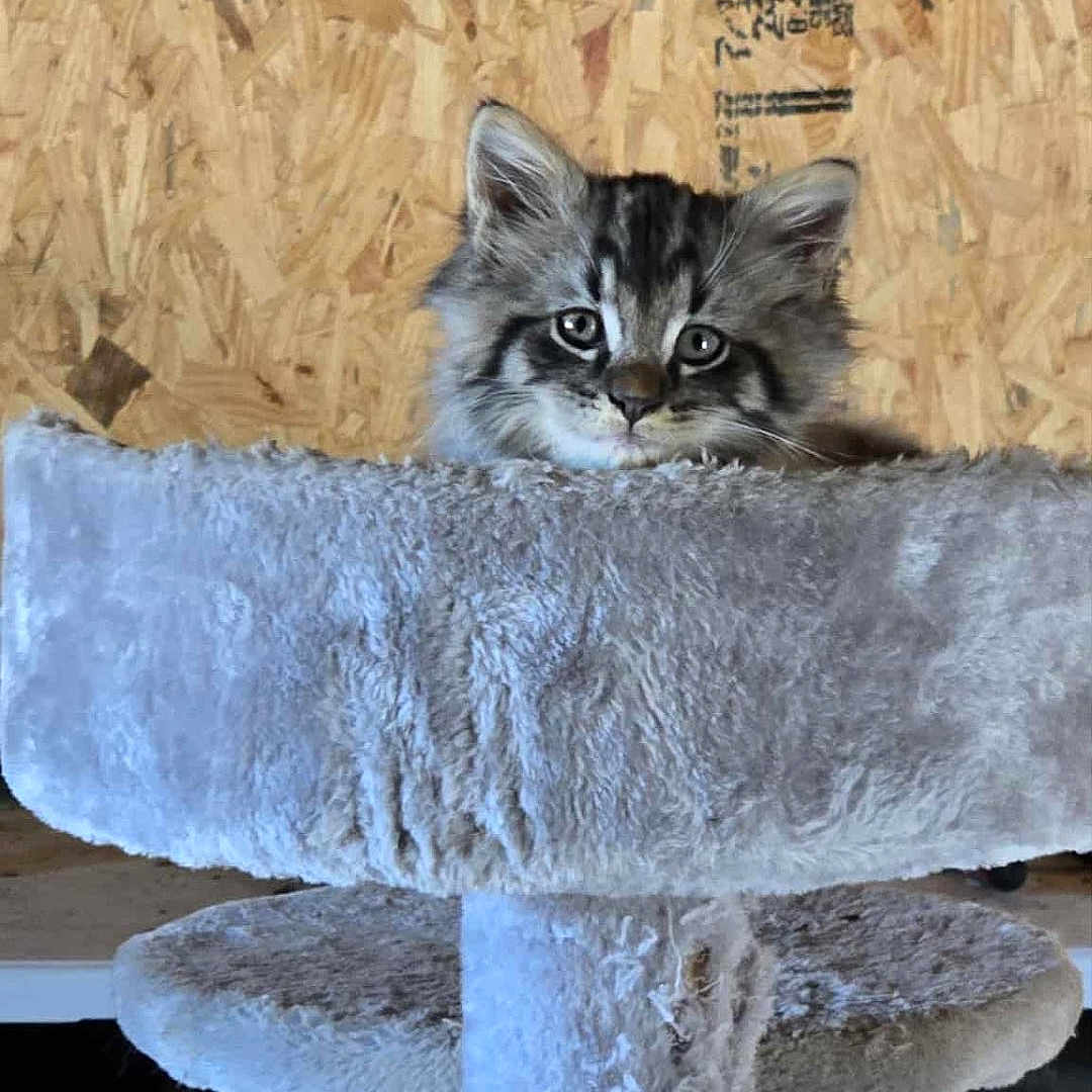 Shop Kitty is registered to the contest to win money with this photo: animal, cat, cat_tree, curious, cute, domestic, feline, fluffy, furry, gray, indoor, kitten, looking, perch, pet, pet_furniture, small_animal, soft, wooden_wall, young