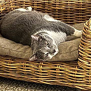 Macki a rejoint le concours — aidez-le/la à gagner de superbes lots ! animal, carpet, cat, comfortable, cozy, cushion, cute, domestic_cat, feline, fur, gray_cat, home, indoor, laying, looking, pet, relaxed, resting, white_cat, wicker_chair