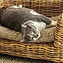animal, carpet, cat, comfortable, cozy, cushion, cute, domestic_cat, feline, fur, gray_cat, home, indoor, laying, looking, pet, relaxed, resting, white_cat, wicker_chair