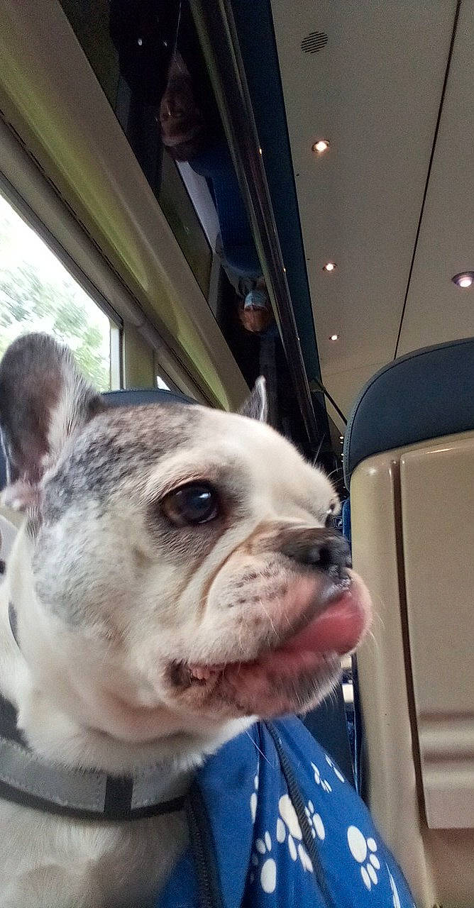 Etoile participe au concours pour gagner de l'argent avec cette photo : bulldog, canidae, carnivore, collar, companion_dog, dog, dog_breed, dog_collar, fawn, fur, leash, molosser, non_sporting_group, olde_english_bulldogge, snout, sporting_group, toy_dog, whiskers, working_animal, wrinkle