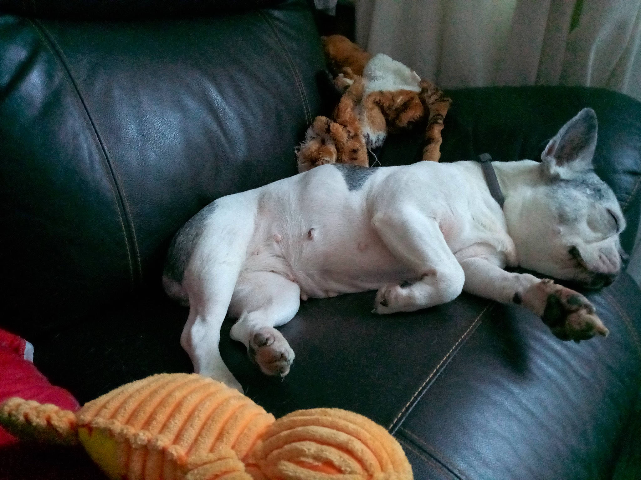 Etoile participe au concours pour gagner de l'argent avec cette photo : baked_goods, carnivore, comfort, companion_dog, couch, cuisine, dog, dog_breed, fawn, felidae, ingredient, linens, snout, sporting_group, tail, terrestrial_animal, toy_dog, whiskers, wood, working_animal