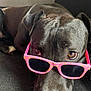 dog, black_dog, sunglasses, pink_sunglasses, pet, canine, close_up, face, lying_down, indoors, couch, fur, nose, ears, animal, muzzle, relaxed, cute, playful, accessory