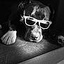 Urban a rejoint le concours — aidez-le/la à gagner de superbes lots ! dog, sunglasses, black_and_white, pet, animal, relaxed, lying_down, paw, canine, cool, shade, portrait, indoor, close_up, napping, resting, cute, domestic_animal, face, fur