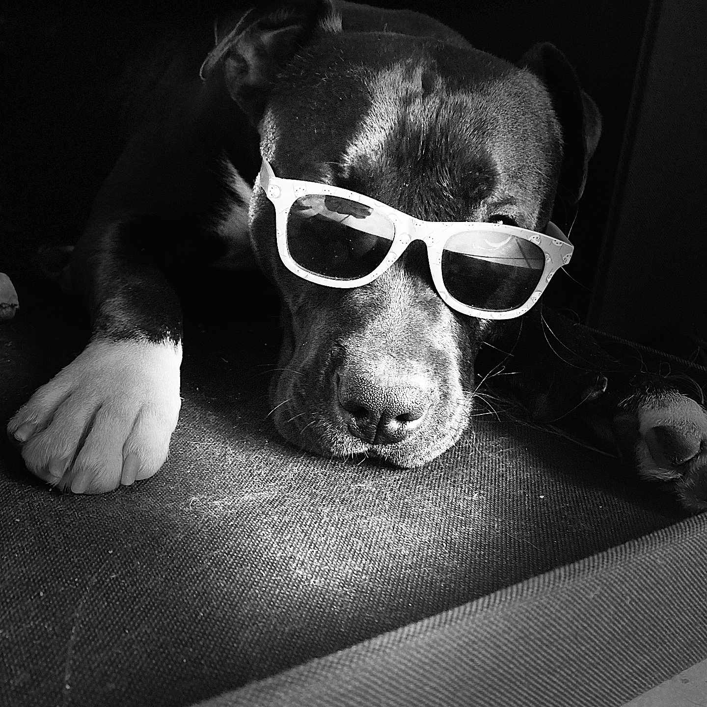 Urban a rejoint le concours — aidez-le/la à gagner de superbes lots ! animal, black_and_white, canine, close_up, cool, cute, dog, domestic_animal, face, fur, indoor, lying_down, napping, paw, pet, portrait, relaxed, resting, shade, sunglasses