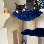 Zelda participe au concours pour gagner de l'argent avec cette photo : cat, sleeping, cat_tree, blue_hammock, darts, dartboard, indoor, pet, feline, cozy, resting, black_and_white, paw, fur, wall, cup, quiet, relaxation, home, hanging_toy