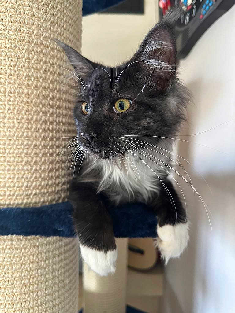 Zelda participe au concours pour gagner de l'argent avec cette photo : cat, kitten, black_and_white, whiskers, scratching_post, indoor, pet, animal, feline, curious, yellow_eyes, paws, close_up, soft_lighting, fur, portrait, cute, domestic, claws, resting
