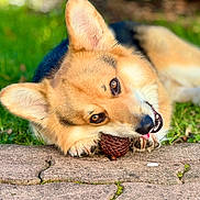 Sirius a rejoint le concours — aidez-le/la à gagner de superbes lots ! dog, corgi, pet, chewing, pinecone, outdoor, grass, stone_path, ears, tongue, closeup, animal, cute, playful, fur, nature, happy, portrait, sunlight, paws
