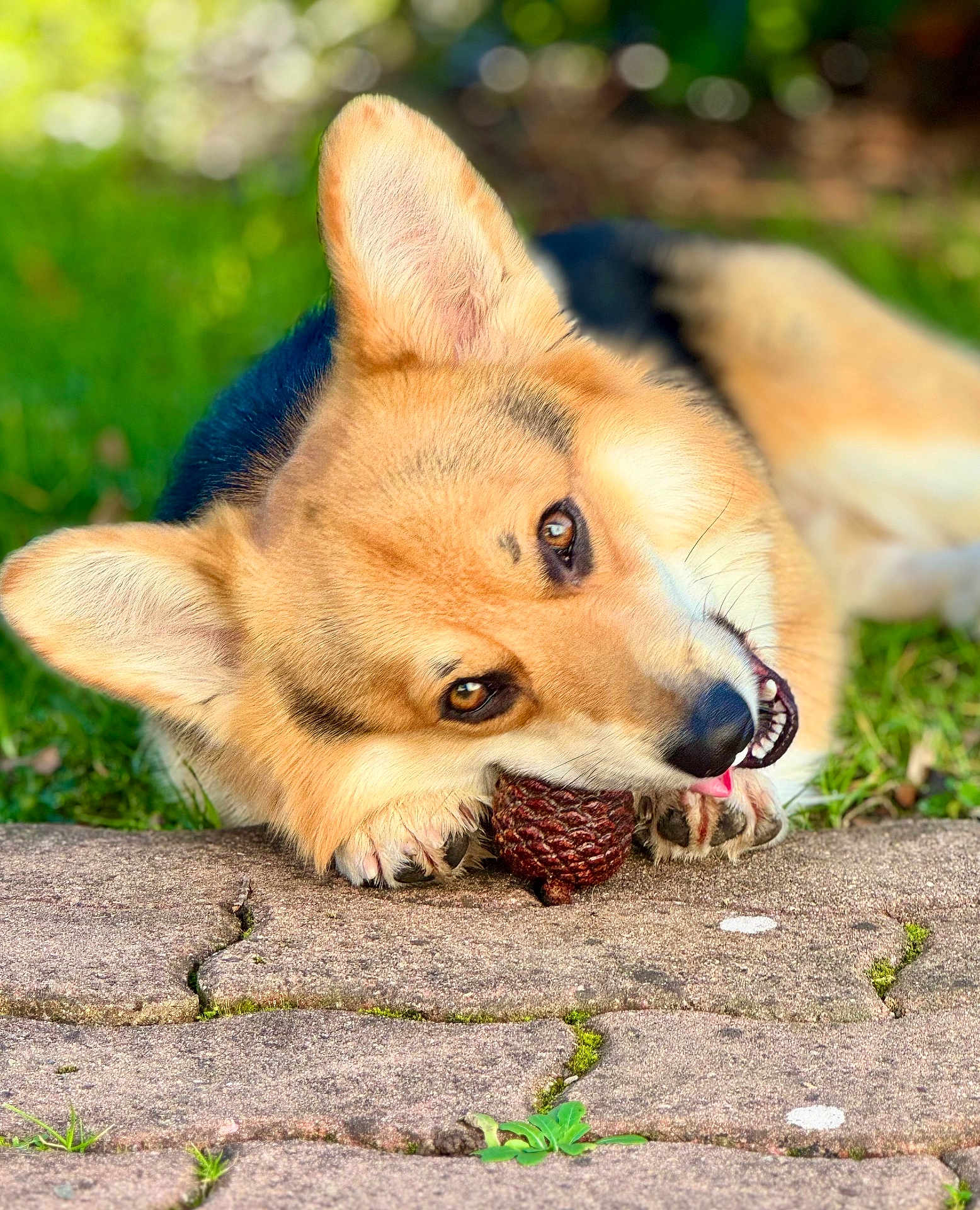 Sirius a rejoint le concours — aidez-le/la à gagner de superbes lots ! dog, corgi, pet, chewing, pinecone, outdoor, grass, stone_path, ears, tongue, closeup, animal, cute, playful, fur, nature, happy, portrait, sunlight, paws