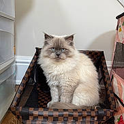 Chanel joined the competition — help win amazing prizes! cat, fluffy, blue_eyes, basket, indoor, wooden_floor, pet, feline, sitting, portrait, domestic_animal, checkered_pattern, cozy, home, animal, cute, fur, face, whiskers, ears