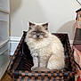 cat, fluffy, blue_eyes, basket, indoor, wooden_floor, pet, feline, sitting, portrait, domestic_animal, checkered_pattern, cozy, home, animal, cute, fur, face, whiskers, ears