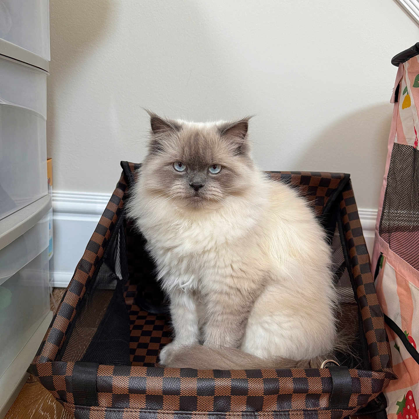 Chanel joined the competition — help win amazing prizes! animal, basket, blue_eyes, cat, checkered_pattern, cozy, cute, domestic_animal, ears, face, feline, fluffy, fur, home, indoor, pet, portrait, sitting, whiskers, wooden_floor