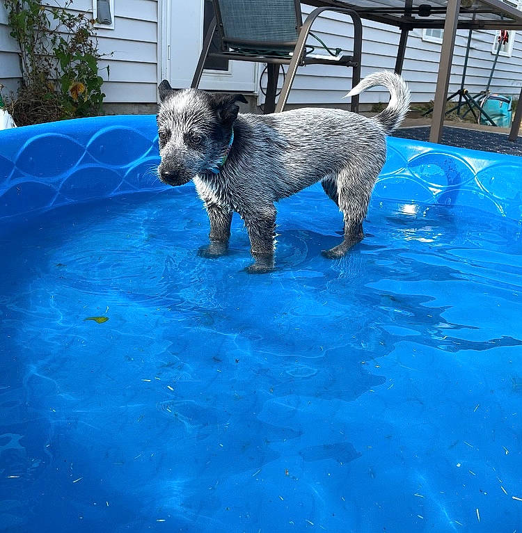 Miller joined the competition — help win amazing prizes! automotive_tire, blue, canidae, carnivore, chair, companion_dog, dog, dog_breed, electric_blue, flooring, leisure, outdoor_furniture, plant, road_surface, sporting_group, tail, terrier, toy_dog, water, working_animal