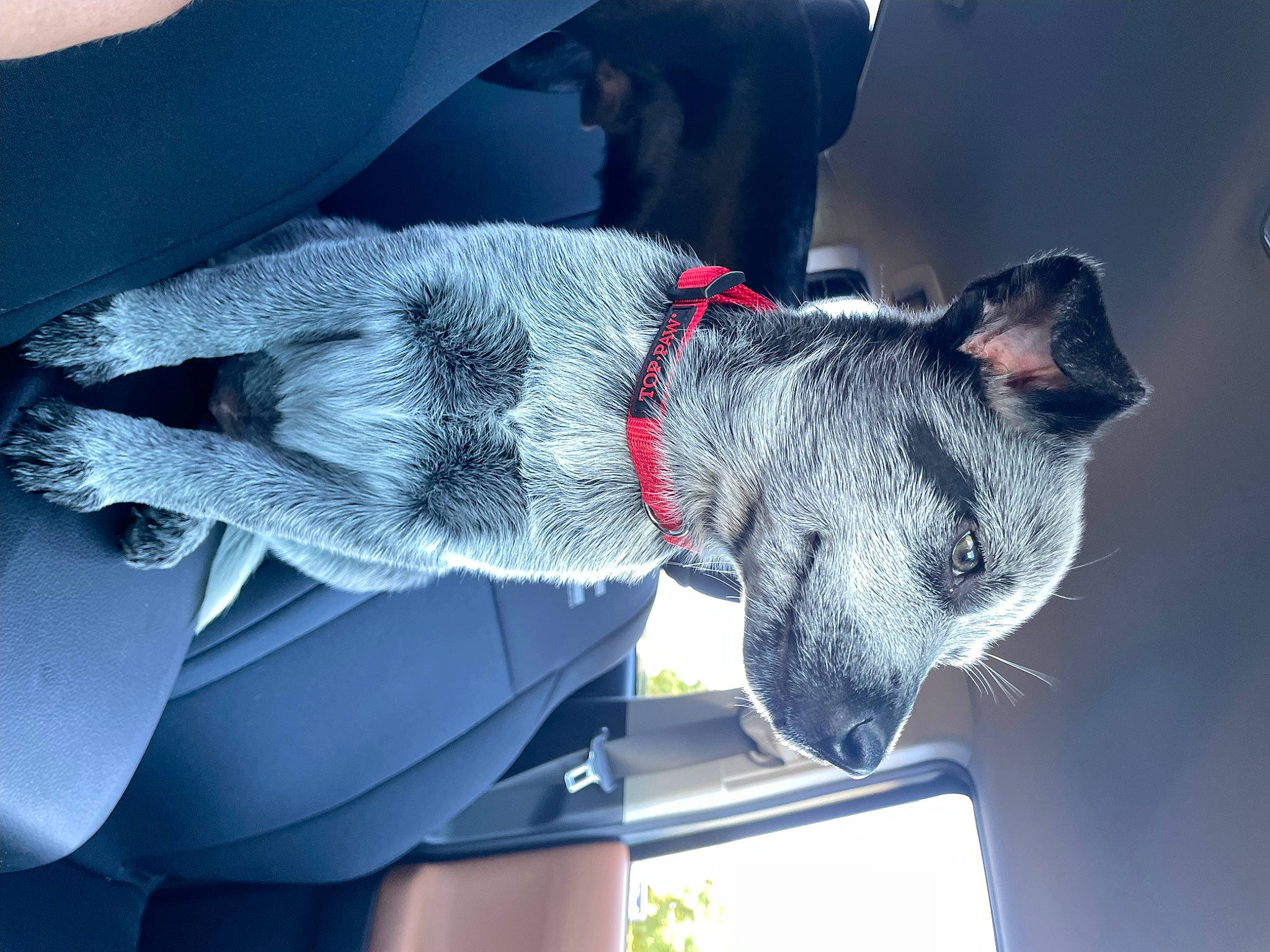 Miller is registered to the contest to win money with this photo: canidae, car, carnivore, collar, companion_dog, dog, dog_breed, dog_collar, fawn, gesture, grey, jaw, mammal, plant, snout, sporting_group, tail, vehicle, vehicle_door, working_animal