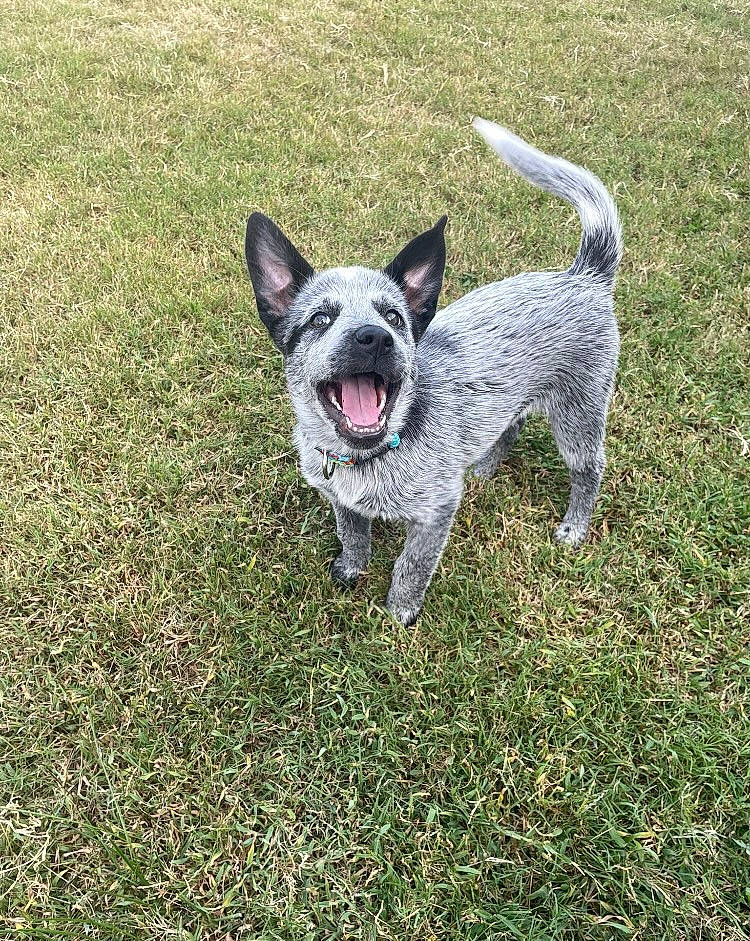 Miller joined the competition — help win amazing prizes! australian_stumpy_tail_cattle_dog, canidae, carnivore, companion_dog, dog, dog_breed, dog_supply, grass, non_sporting_group, snout, sporting_group, tail, terrestrial_animal, terrier, working_animal