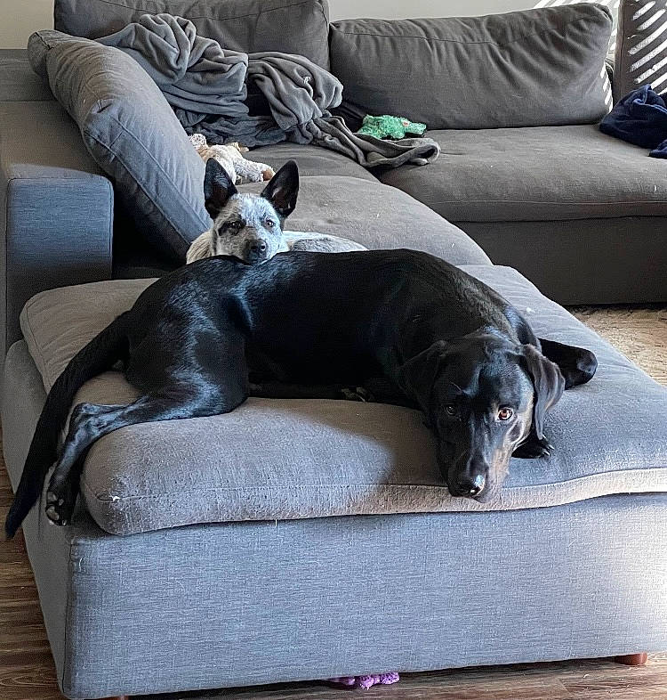 Miller is registered to the contest to win money with this photo: canidae, carnivore, comfort, companion_dog, couch, dog, dog_breed, fawn, flooring, furniture, grey, hardwood, living_room, mammal, sporting_group, studio_couch, tail, terrestrial_animal, vertebrate, working_animal