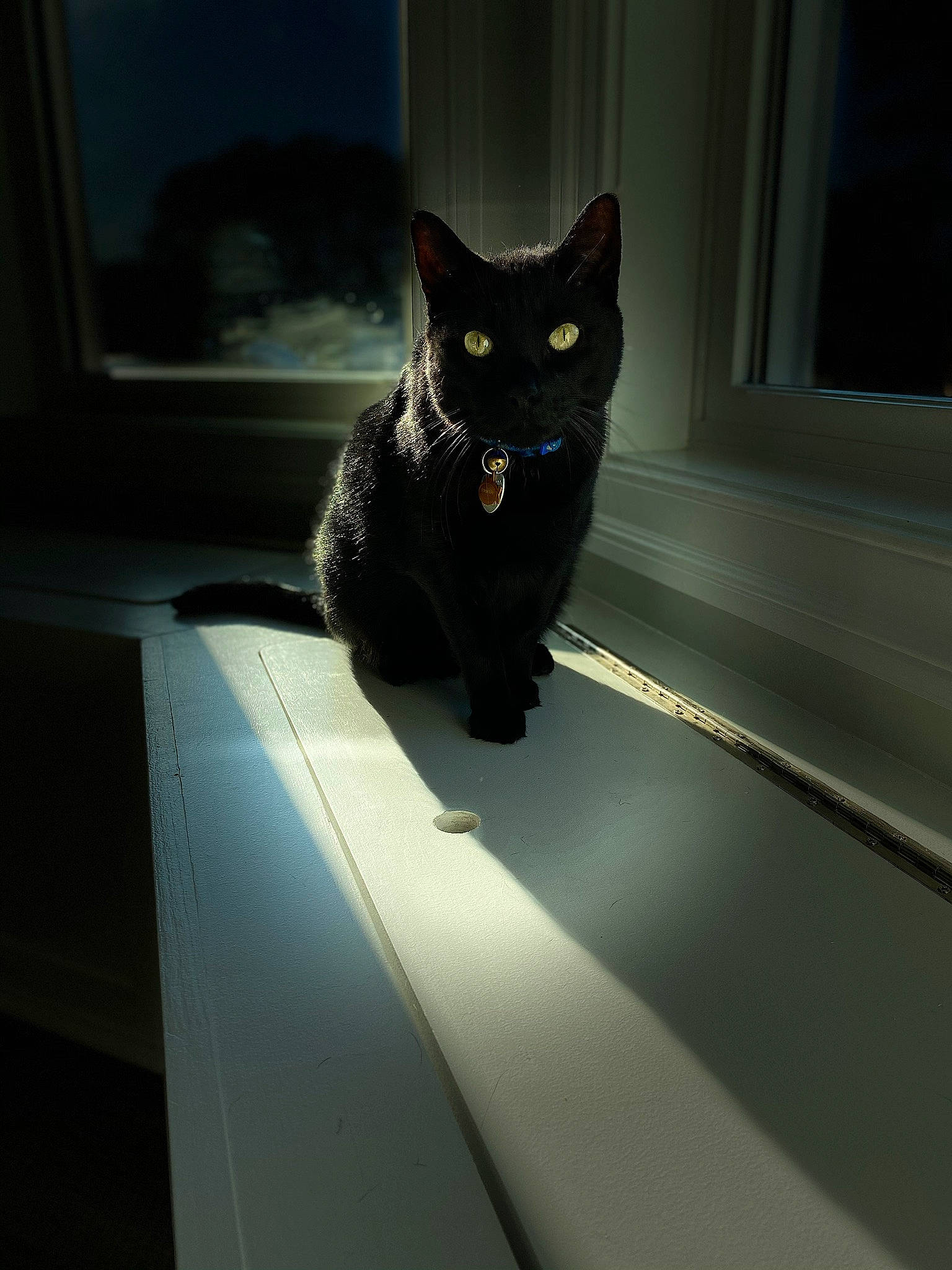 Commodore is registered to the contest to win money with this photo: black_cat, carnivore, cat, domestic_short_haired_cat, electric_blue, felidae, fixture, flooring, fur, grey, paw, rectangle, shadow, small_to_medium_sized_cats, snout, stairs, tail, tints_and_shades, whiskers, window