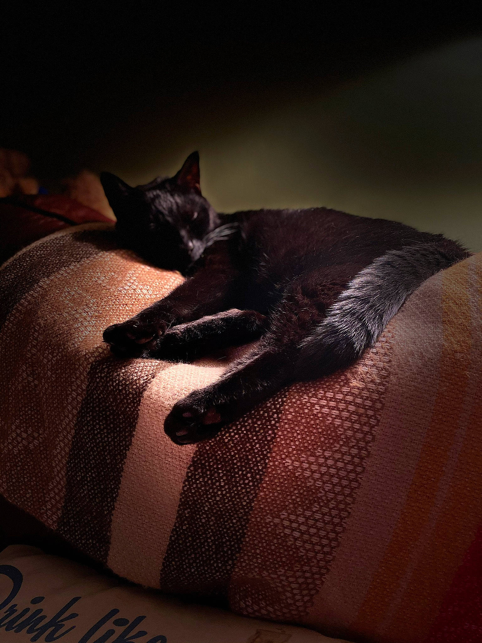 Commodore is registered to the contest to win money with this photo: black_cat, brown, carmine, carnivore, cat, comfort, darkness, domestic_short_haired_cat, felidae, fur, grey, human_leg, linens, pattern, paw, small_to_medium_sized_cats, snout, tail, tints_and_shades, whiskers