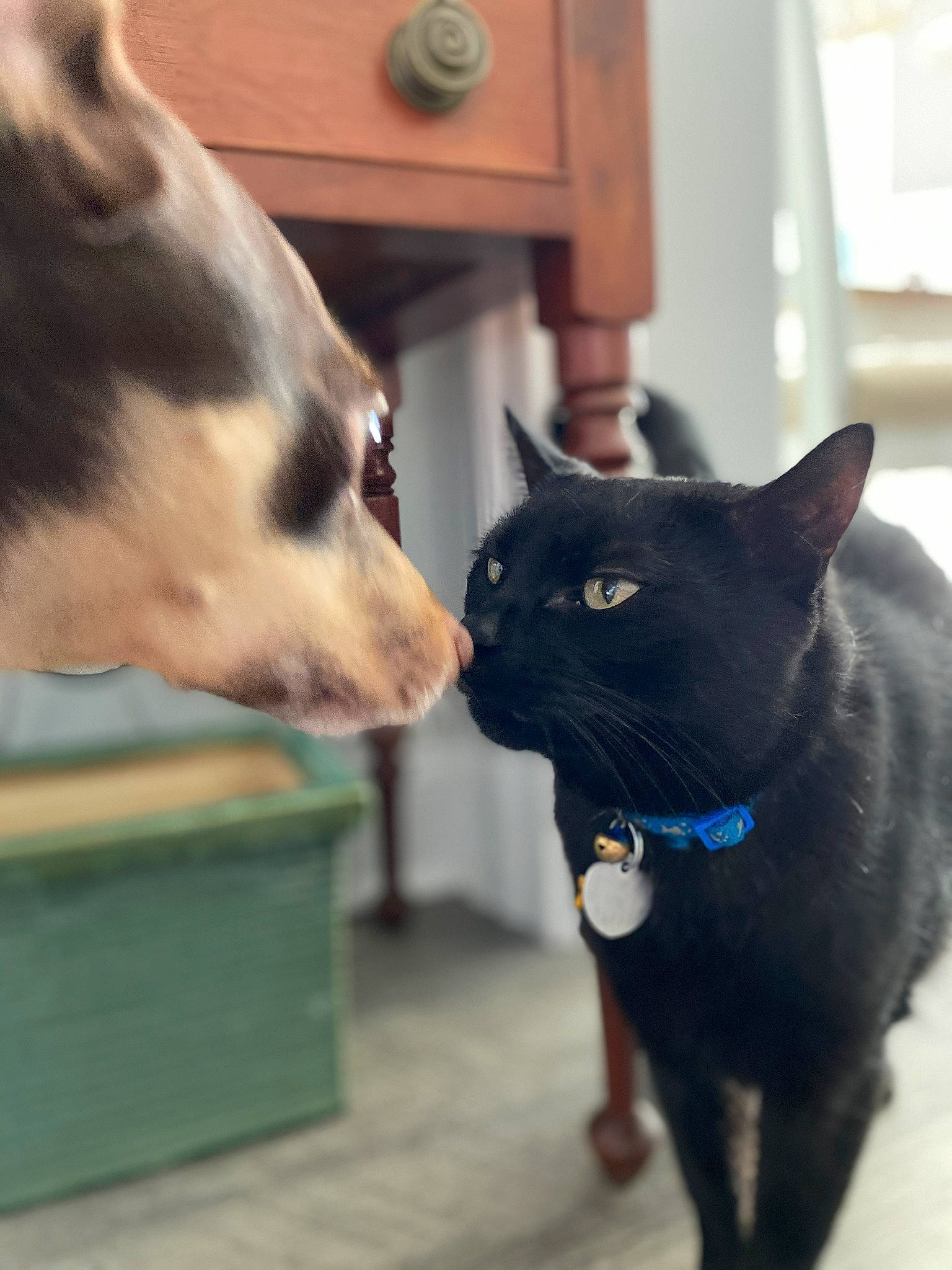 Commodore joined the competition — help win amazing prizes! black_cat, bombay, carnivore, cat, collar, companion_dog, dog, dog_breed, domestic_short_haired_cat, electric_blue, felidae, fur, mammal, pet_supply, small_to_medium_sized_cats, snout, tail, whiskers, window, working_animal