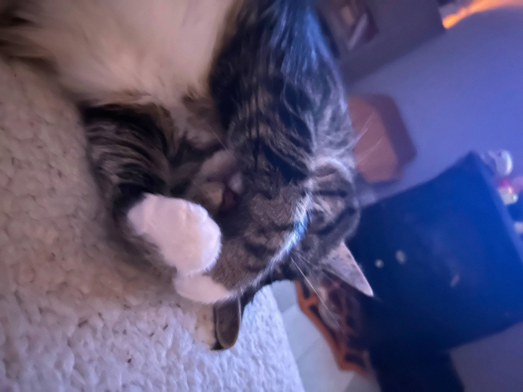 Gatsby joined the competition — help win amazing prizes! carnivore, cat, claw, comfort, dog_breed, domestic_short_haired_cat, ear, electric_blue, felidae, fur, human_leg, nap, paw, small_to_medium_sized_cats, tail, whiskers