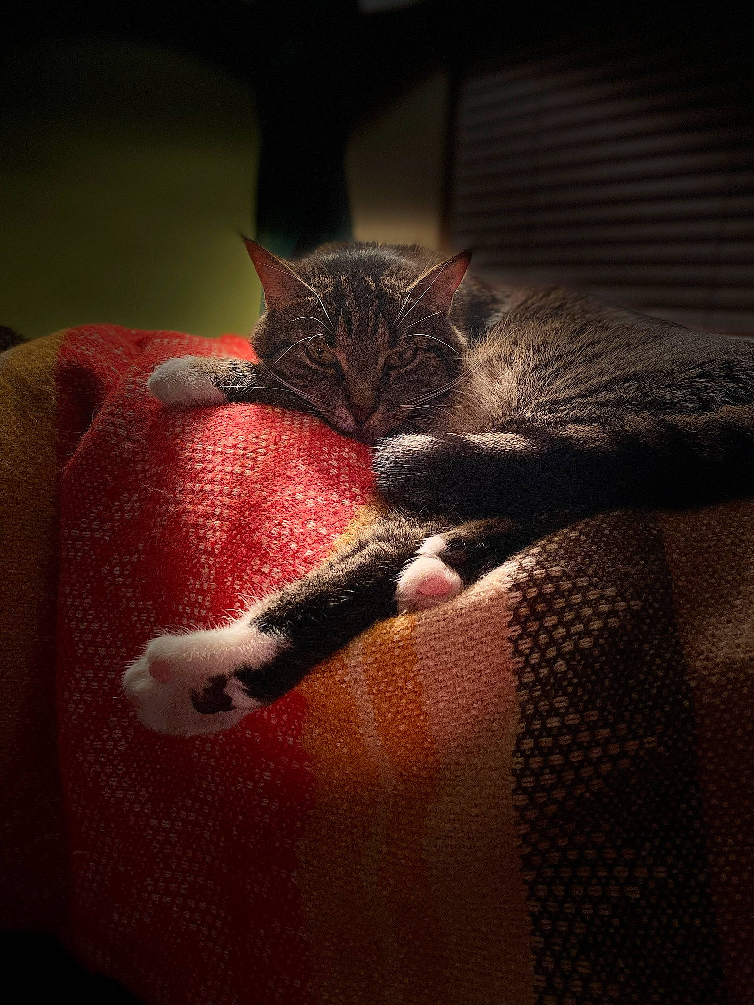 Gatsby is registered to the contest to win money with this photo: carmine, carnivore, cat, claw, comfort, darkness, felidae, flesh, fur, macro_photography, pattern, paw, plant, room, small_to_medium_sized_cats, snout, tail, terrestrial_animal, whiskers, window